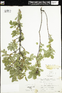 Rosa acicularis subsp. sayi image