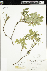 Rosa acicularis subsp. sayi image