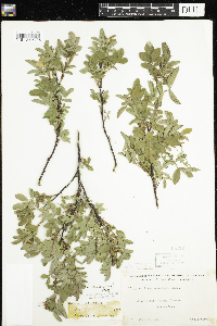 Rosa acicularis subsp. sayi image