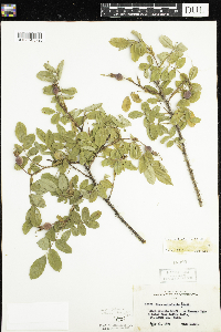 Rosa acicularis subsp. sayi image