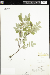 Rosa acicularis subsp. sayi image