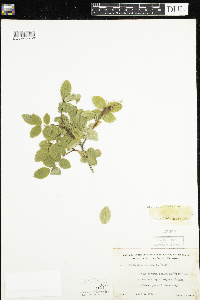 Rosa acicularis subsp. sayi image