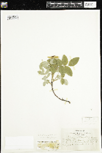 Rosa acicularis subsp. sayi image