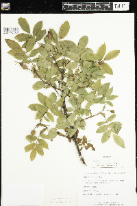 Rosa acicularis subsp. sayi image