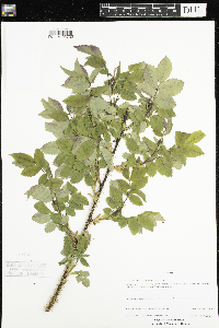 Rosa acicularis subsp. sayi image