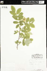 Rosa acicularis subsp. sayi image