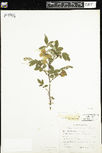 Rosa acicularis subsp. sayi image