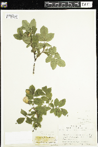 Rosa acicularis subsp. sayi image