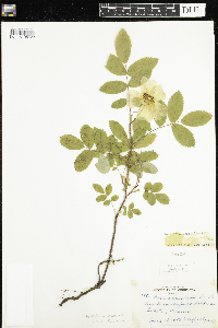 Rosa acicularis subsp. sayi image