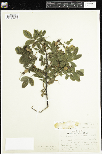 Rosa acicularis subsp. sayi image