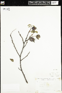 Rosa acicularis image