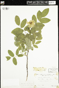 Rosa acicularis subsp. sayi image