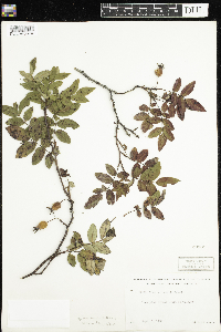 Rosa acicularis subsp. sayi image