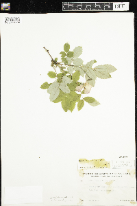 Rosa acicularis subsp. sayi image