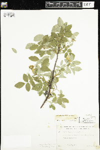 Rosa acicularis subsp. sayi image