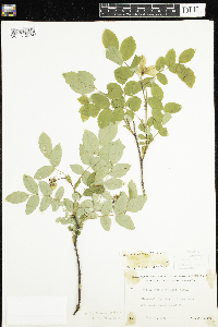 Rosa acicularis subsp. sayi image