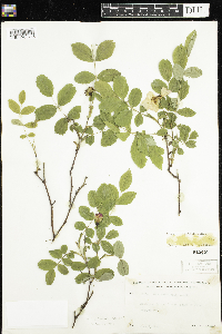 Rosa acicularis subsp. sayi image