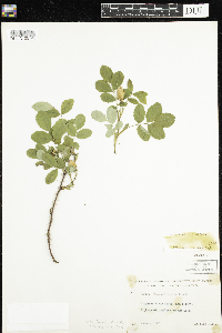 Rosa acicularis subsp. sayi image