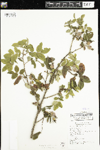 Rosa acicularis subsp. sayi image