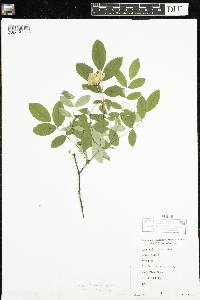 Rosa acicularis subsp. sayi image