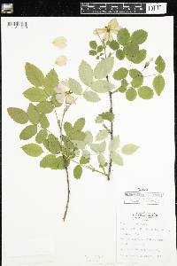 Rosa acicularis subsp. sayi image