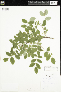 Rosa acicularis subsp. sayi image