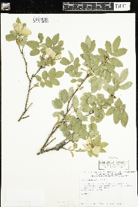 Rosa acicularis subsp. sayi image