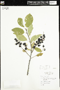 Prunus virginiana image