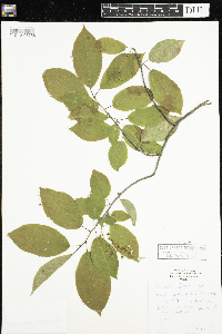 Prunus virginiana image