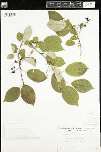 Prunus virginiana image