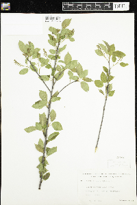 Prunus virginiana image