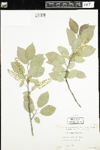 Prunus virginiana image