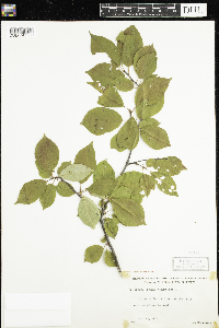 Prunus virginiana image