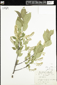 Prunus virginiana image