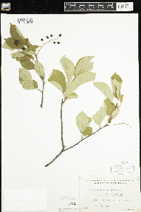 Prunus virginiana image