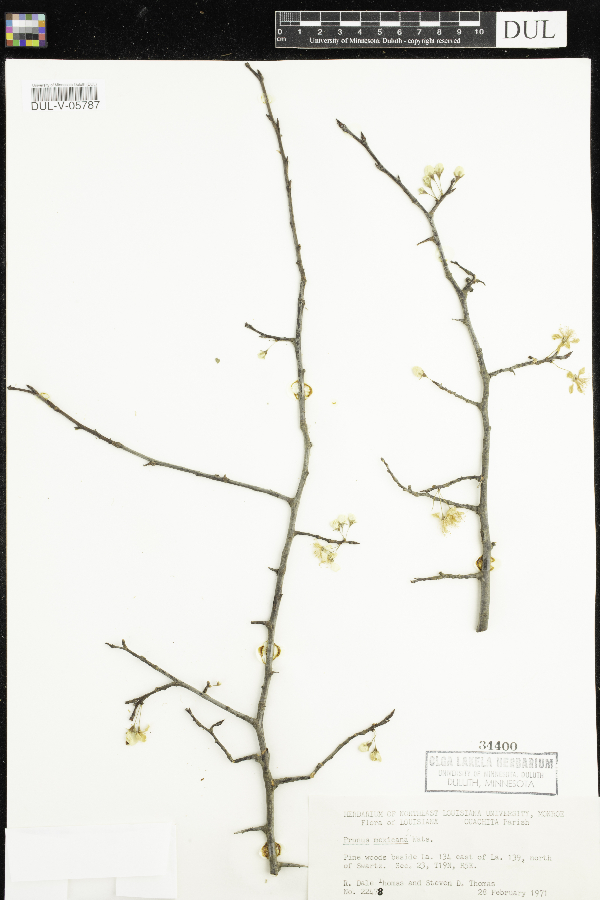 Prunus mexicana image