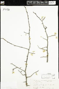 Image of Prunus mexicana