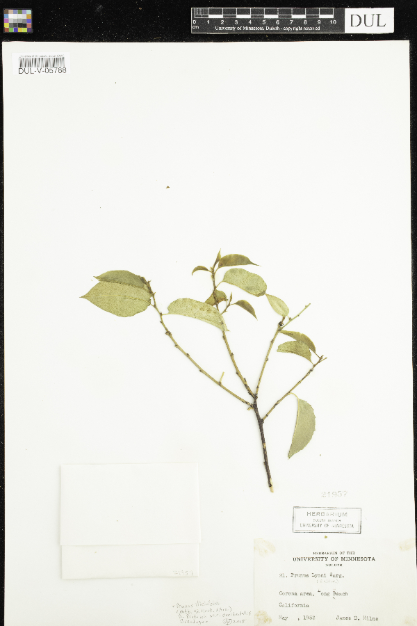 Prunus ilicifolia image