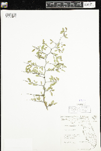 Image of Prunus geniculata