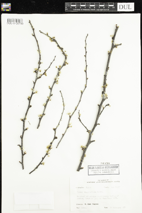 Prunus angustifolia image