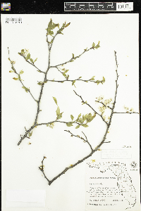 Prunus angustifolia image