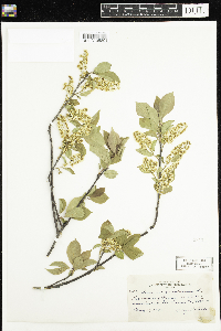 Prunus virginiana image