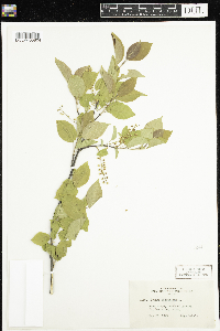 Prunus virginiana image