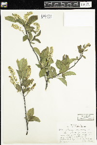 Prunus virginiana image