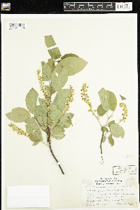 Prunus virginiana image