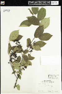 Prunus virginiana image