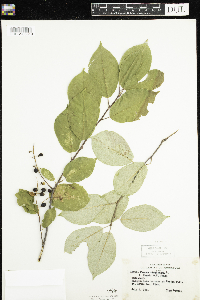 Prunus virginiana image