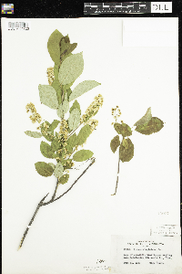 Prunus virginiana image