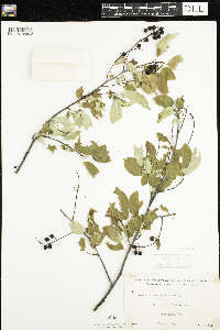 Prunus virginiana image