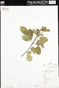 Prunus virginiana image